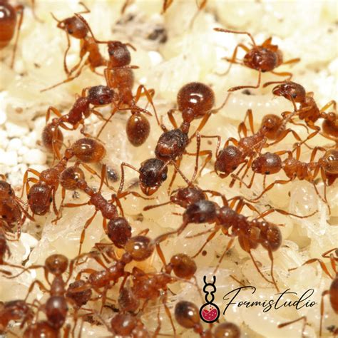 Myrmica rubra ||Live Queen|| [Northern Fire Ant] – Formistudio