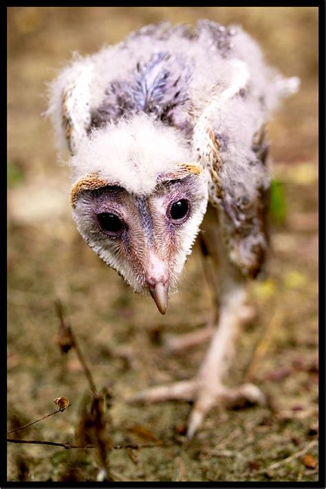 Baby Barn Owl Photograph by Suan Imm Lim - Fine Art America