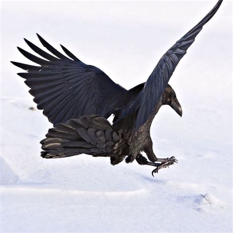 Raven landing Our family of Ravens are back again I love how they land then call the rest of the ...