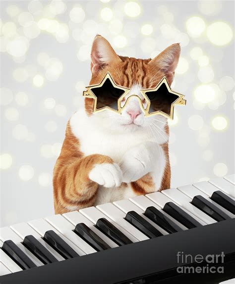 Cat wearing star glasses playing piano Photograph by John Daniels - Fine Art America