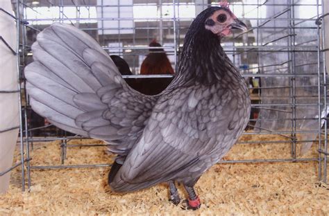 Blue Old English Bantam - Bantam Chicks | Cackle Hatchery