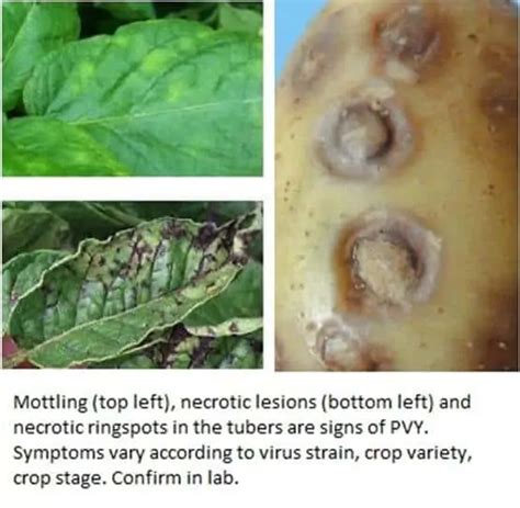 An Introduction To Plant Viruses - Cropnuts