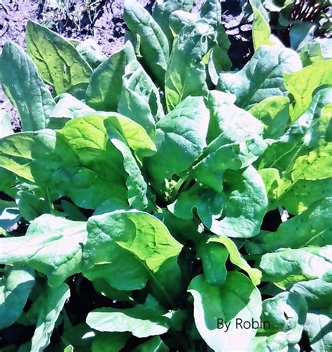 Spinach from my garden. - Virily