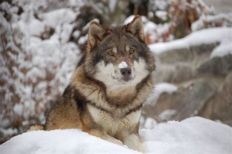 Northern Rocky Mountain wolf - Alchetron, the free social encyclopedia