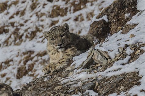 Snow leopard with bharal prey - Stock Image - C049/5837 - Science Photo ...