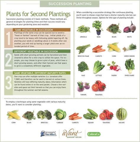 succession planting chart | Succession planting, Garden companion ...