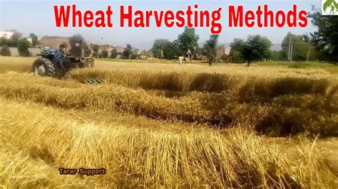 Wheat Harvesting Methods Complete Process in Pakistan - YouTube