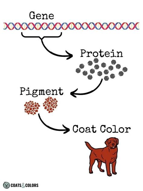 Dog Genetics - Basic Terms | Coats and Colors