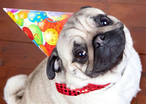 Party time! Doug The Pug, Pug Puppies, Party Hats, Beautiful Babies ...