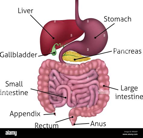 Gastrointestinal Digestive System and Labels Stock Vector Image & Art ...