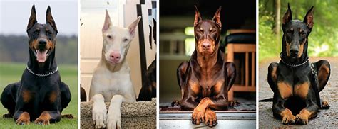 Are Dobermans More Dangerous Than Rottweilers