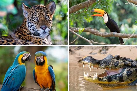 Top 115 + National animal of brazil - Inoticia.net