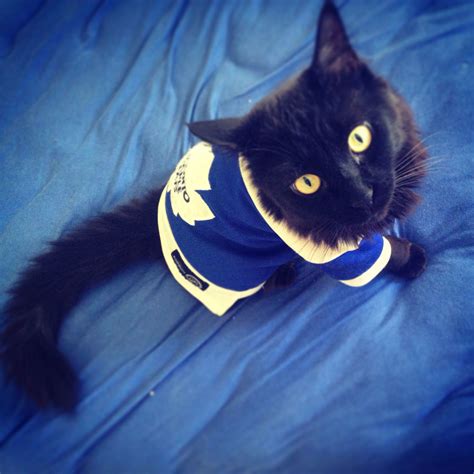 Your cat photo of the day - Beta - Maple Leafs Fan. #Leafs #TMLTalk #Marlies Hockey Fans ...