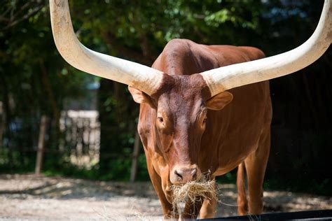 Ankole Cattle - The Houston Zoo