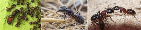 Best types of ants for beginners — How to choose ant species to keep in ...