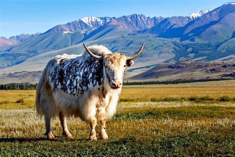 What Is a Yak? 8 Spectacular Facts About Yaks