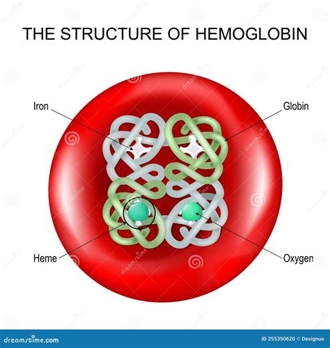 Hemoglobin into a Red Blood Cell Stock Vector - Illustration of hemoglobin, atom: 255350620