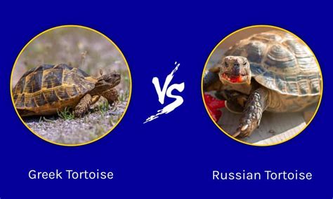 Greek Tortoise vs. Russian Tortoise - A-Z Animals