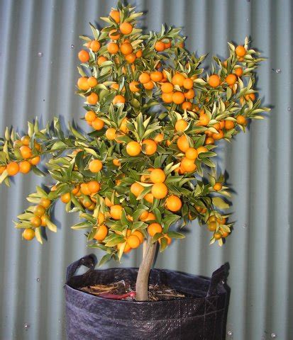 Dwarf Fruit trees produced by Waimea Nurseries