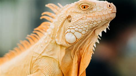 Climate Change is So Bad, Over 21% of Reptile Species are at Risk of Extinction - News18