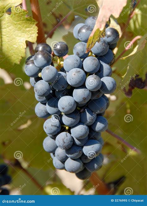 Cabernet Sauvignon Grapes stock image. Image of bordeaux - 3276995