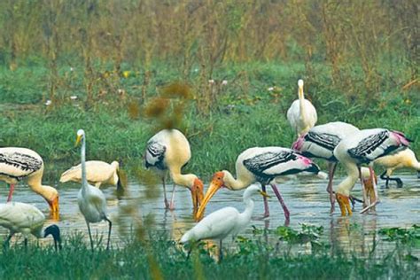 Keoladeo National Park Bharatpur - World Heritage Keoladeo National ...