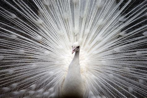 Fotos gratis : naturaleza, invierno, pájaro, ala, blanco, fotografía ...