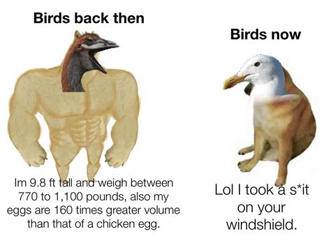 Evolution🧬 : r/memes