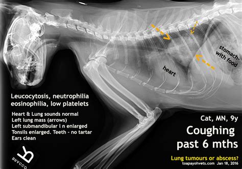 2010vets: 2922. An eosinophilic cat has a "lungworm"?