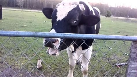 Moo moo the crazy cow - YouTube