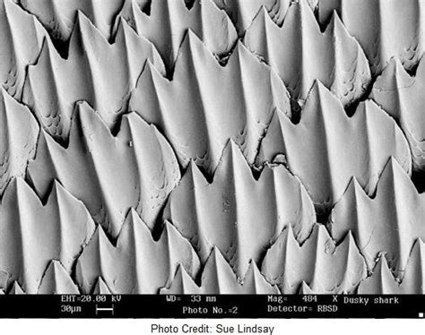 Sharkskin | Scanning electron microscope, Shark, Patterns in nature