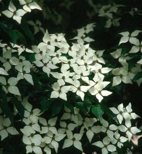 Chinese Dogwood – Kahikatea Farm Certified Organic Nursery and ...