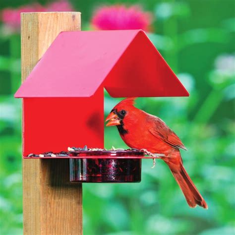 The Basics of Backyard Bird Feeding: Provide Food, Water, Cover and ...