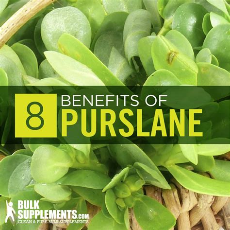 Purslane (Portulaca Oleracea) Benefits & Dosage