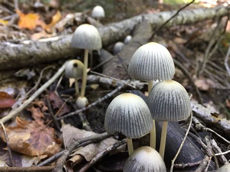 Fantastic Fungal Friends | High Park Nature Centre