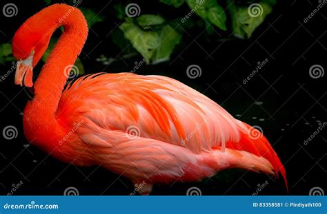 Red flamingo bird stock image. Image of colorful, feathers - 83358581