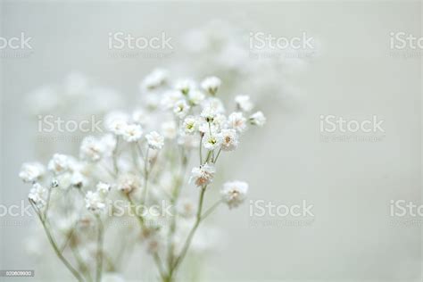 Babys Breath Flowers White Flowers Gypsophila Stock Photo - Download ...