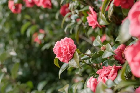 How to Grow and Care for Camellia