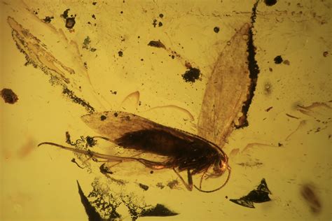 Fossil Fly (Diptera) In Baltic Amber (#109389) For Sale - FossilEra.com