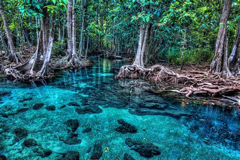 Qu'est-ce que la mangrove ? | L'Odyssée de la Terre