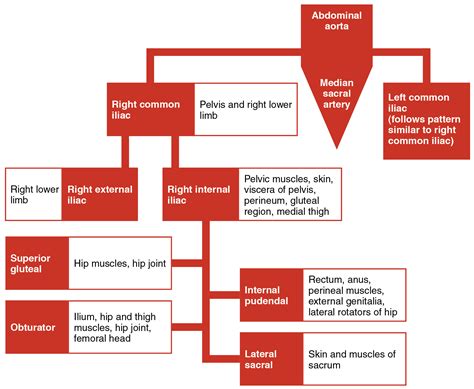 OpenStax AnatPhys fig.20.30 - Iliac Artery Branches Chart - English labels | AnatomyTOOL