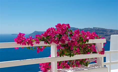 Aroma of Santorini stock image. Image of santorini, flowers - 33109317