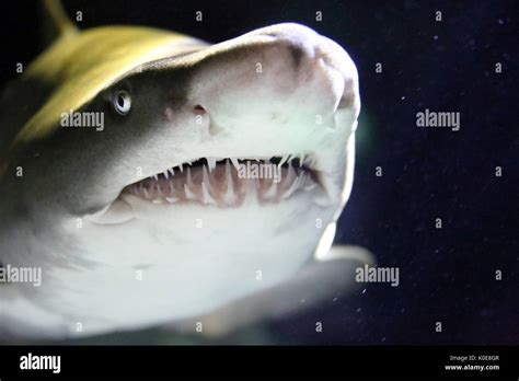 Sandbar Shark Teeth