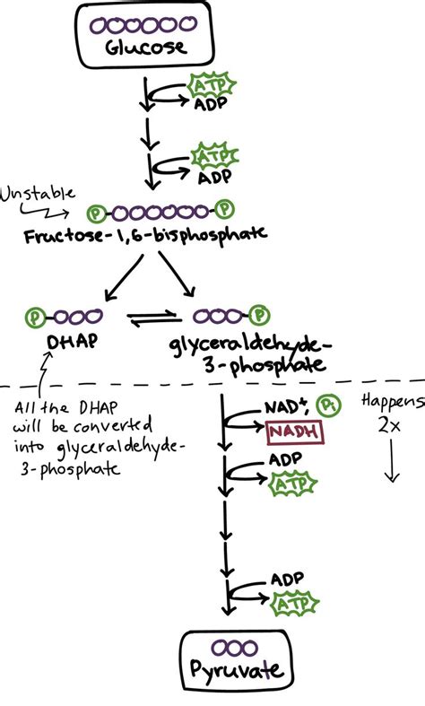 (2) Glycolysis | Glycolysis | Khan Academy | Study biology, Biochemistry notes, Biology college