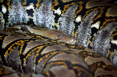 Large Snake Free Stock Photo - Public Domain Pictures