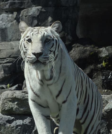 White Tiger Diet