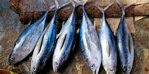 India calls for ownership in Indian Ocean tuna fisheries | IntraFish.com