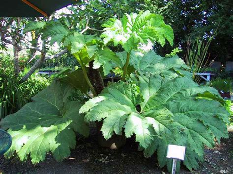 Gunnera tinctoria – Secret Garden Growers