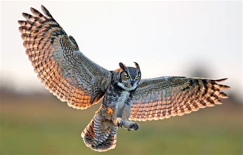 Twitter | Horned owl, Great horned owl, Owl wings