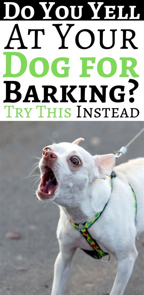 How To Stop Dog Barking At People - Food Culinary